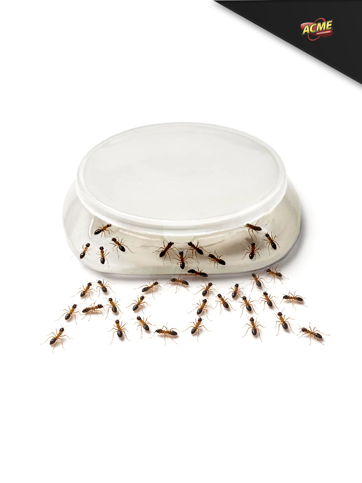 Contenedor Cebadero de Gel Adhesivado para hormigas